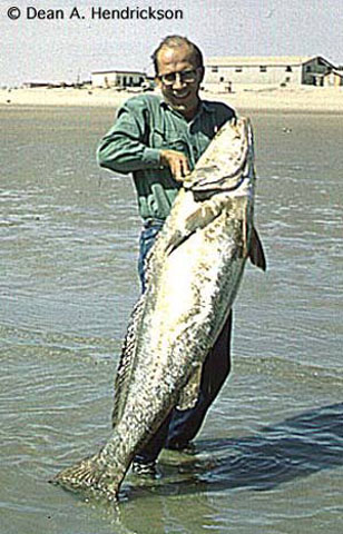 Totoaba macdonaldi