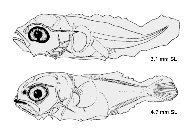 Trachinotus carolinus