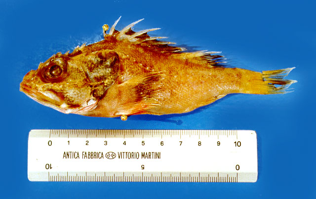 Trachyscorpia cristulata echinata