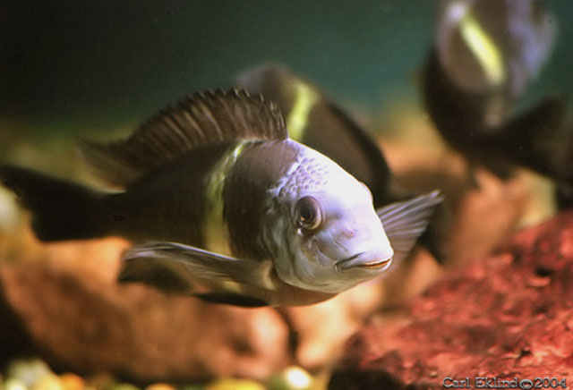 Tropheus duboisi