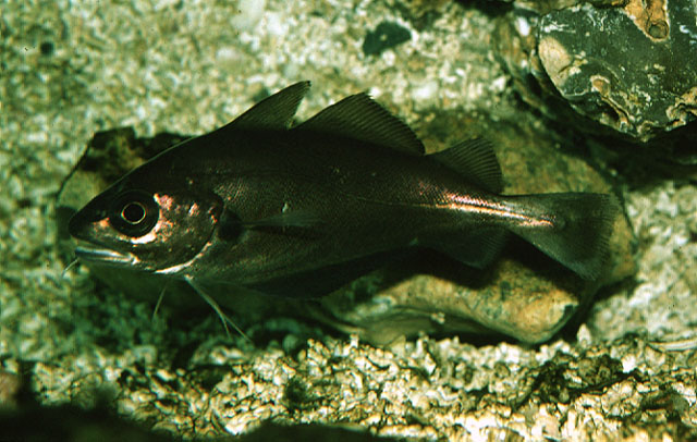 Trisopterus luscus