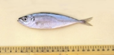 Trachurus mediterraneus