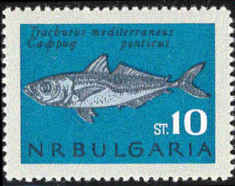 Trachurus mediterraneus