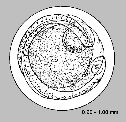 Trachurus symmetricus