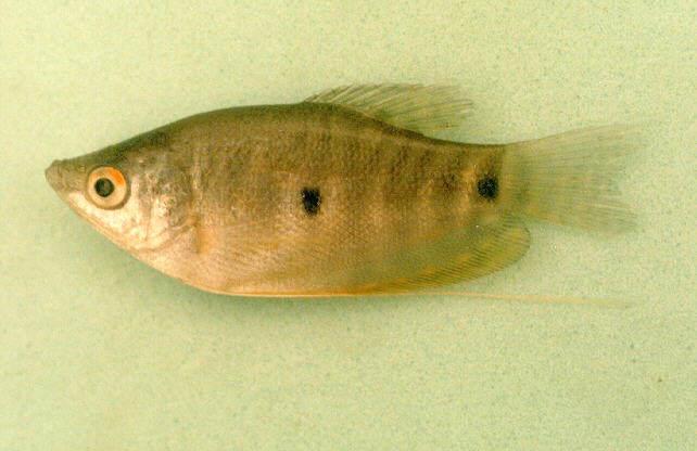 Trichopodus trichopterus