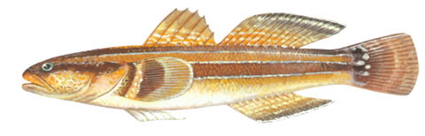 Tridentiger trigonocephalus