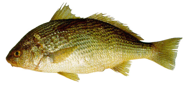 Umbrina canosai