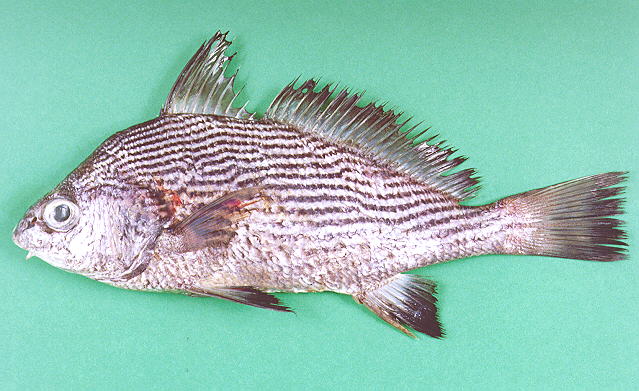 Umbrina ronchus