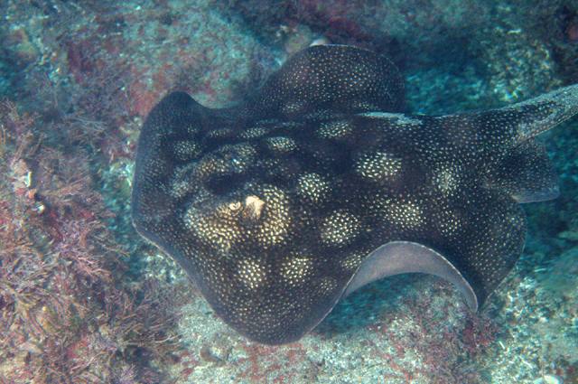 Urolophus halleri