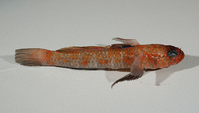 Vanneaugobius dollfusi