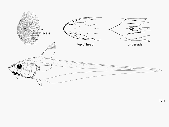 Ventrifossa ctenomelas