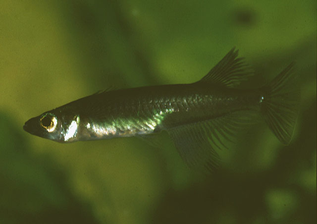 Adrianichthys oophorus