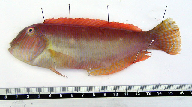 Xyrichtys novacula