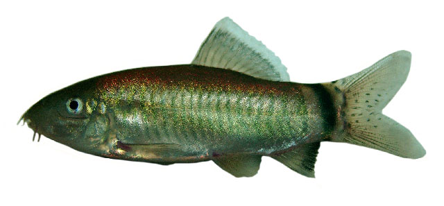 Yasuhikotakia longidorsalis