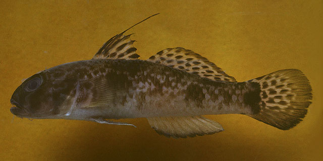 Yongeichthys criniger