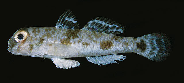 Yongeichthys criniger