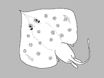 Image of Sinobatis bulbicauda (Western Australian Legskate)
