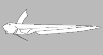 Ateleopodidae