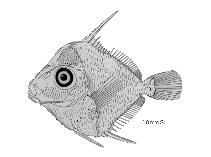 tn_Acspp_l3.gif