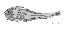 tn_Acspp_l4.gif