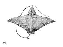 Image of Aetobatus ocellatus (Ocellated eagle ray)