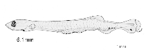 tn_Anspp_l0.gif