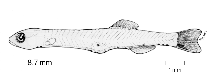 tn_Anspp_l1.gif