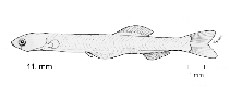 tn_Anspp_l4.gif