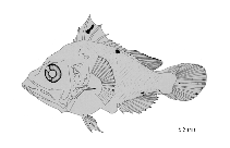 tn_Anspp_l5.gif