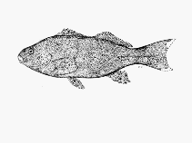 Image of Aplodactylus punctatus 