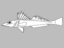 Image of Bembras macrolepis (Bigscale flathead)