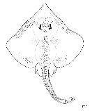 Image of Bathyraja eatonii (Eaton