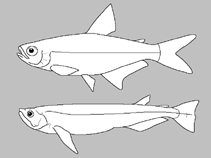 Image of Tetragonopterus araguaiensis 