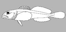 Image of Taurocottus bergii 