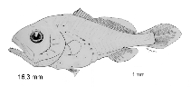 tn_Cyspp_l1.gif