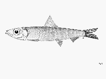 Image of Etrumeus whiteheadi (Whitehead