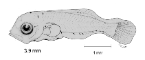 tn_Euspp_l0.gif