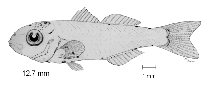 tn_Euspp_l1.gif