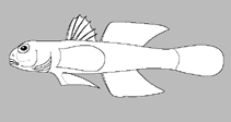 Image of Stiphodon zebrinus 