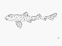 Image of Heterodontus quoyi (Galapagos bullhead shark)