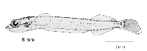 tn_Hyspp_l0.gif