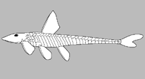 Image of Parotocinclus cristatus 