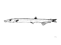 Image of Lestidiops sphyrenoides 