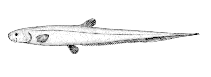 Image of Lipogenys gillii 