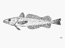 Image of Merluccius polli (Benguela hake)