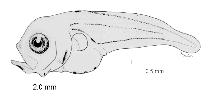 tn_Mespp_l4.gif