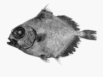 Image of Neocyttus rhomboidalis (Spiky oreo)