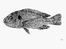 Image of Oreochromis lidole 