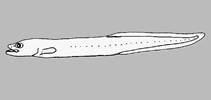 Image of Leucobrotula adipata 
