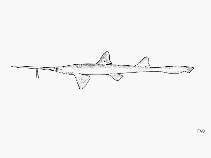 Image of Pristiophorus japonicus (Japanese sawshark)